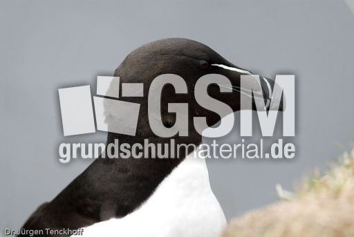 Tordalk (9 von 11).jpg